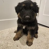 Long coat girl 3 75%DDR, a female German Shepherd Dog for sale in Otis Orchards, WA – Photo 2 of 6