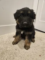 Long coat girl 3 75%DDR, a female German Shepherd Dog for sale in Otis Orchards, WA – Photo 2 of 6