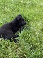 Orange male, a male German Shepherd Dog for sale in Otis Orchards, WA – 9 of 10