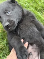 Green male, a male German Shepherd Dog for sale in Otis Orchards, WA – 2 of 10