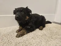 Long coat girl 2 75% DDR , a female German Shepherd Dog for sale in Otis Orchards, WA – Photo 4 of 5