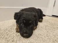 Long coat girl 2 75% DDR , a female German Shepherd Dog for sale in Otis Orchards, WA – Photo 2 of 5