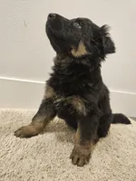 Long coat girl 2 75% DDR , a female German Shepherd Dog for sale in Otis Orchards, WA – Photo 5 of 5