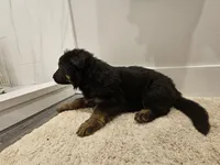 Long coat girl 2 75% DDR , a female German Shepherd Dog for sale in Otis Orchards, WA – Photo 1 of 5