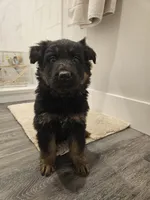 Long coat girl 2 75% DDR , a female German Shepherd Dog for sale in Otis Orchards, WA – Photo 3 of 5