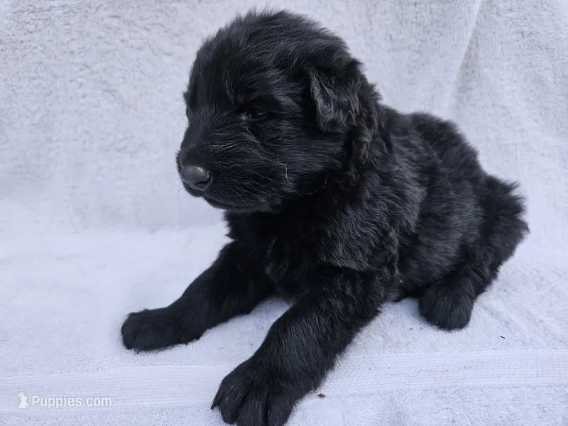 Black long coat female 3 – German Shepherd Dog puppy for sale in Otis Orchards, WA