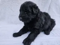 Black long coat female 3, a female German Shepherd Dog for sale in Otis Orchards, WA – 1 of 5