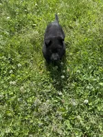Orange male, a male German Shepherd Dog for sale in Otis Orchards, WA – 10 of 10