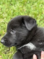 Red male, a male German Shepherd Dog for sale in Otis Orchards, WA – 7 of 10