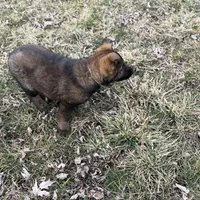 Nala, a female German Shepherd Dog for sale in Otis Orchards, WA – Photo 7 of 8