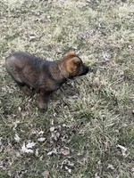 Nala, a female German Shepherd Dog for sale in Otis Orchards, WA – Photo 7 of 8