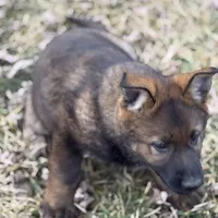 Nala, a female German Shepherd Dog for sale in Otis Orchards, WA – Photo 3 of 8