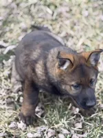 Nala, a female German Shepherd Dog for sale in Otis Orchards, WA – Photo 3 of 8
