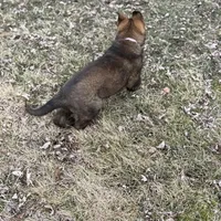Nala, a female German Shepherd Dog for sale in Otis Orchards, WA – Photo 8 of 8