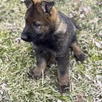 Nala, a female German Shepherd Dog for sale in Otis Orchards, WA – Photo 1 of 8