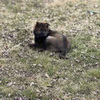 Nala, a female German Shepherd Dog for sale in Otis Orchards, WA – Photo 2 of 8