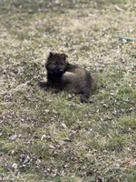 Nala, a female German Shepherd Dog for sale in Otis Orchards, WA – Photo 2 of 8