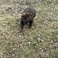 Nala, a female German Shepherd Dog for sale in Otis Orchards, WA – Photo 4 of 8