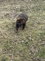Nala, a female German Shepherd Dog for sale in Otis Orchards, WA – Photo 4 of 8