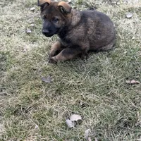 Nala, a female German Shepherd Dog for sale in Otis Orchards, WA – Photo 5 of 8