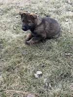 Nala, a female German Shepherd Dog for sale in Otis Orchards, WA – Photo 5 of 8