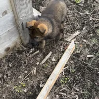 Nala, a female German Shepherd Dog for sale in Otis Orchards, WA – Photo 6 of 8