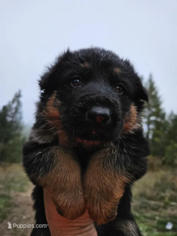 Blade 50/50% East/West LC, a male German Shepherd Dog for sale in Otis Orchards, WA – Photo 1 of 3