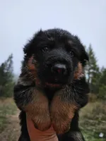 Blade 50/50% East/West LC, a male German Shepherd Dog for sale in Otis Orchards, WA – Photo 1 of 3