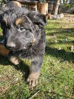 Blade 50/50% East/West LC, a male German Shepherd Dog for sale in Otis Orchards, WA – Photo 2 of 3