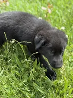 Green male, a male German Shepherd Dog for sale in Otis Orchards, WA – 3 of 10