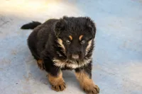 Teena, a female German Shepherd Dog for sale in Otis Orchards, WA – Photo 3 of 5