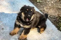 Teena, a female German Shepherd Dog for sale in Otis Orchards, WA – Photo 5 of 5