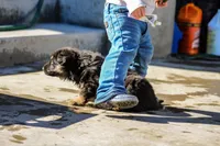 Teena, a female German Shepherd Dog for sale in Otis Orchards, WA – Photo 4 of 5