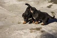 Teena, a female German Shepherd Dog for sale in Otis Orchards, WA – Photo 2 of 5
