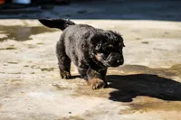 Teena, a female German Shepherd Dog for sale in Otis Orchards, WA – Photo 1 of 5