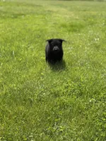 Green male, a male German Shepherd Dog for sale in Otis Orchards, WA – 5 of 10
