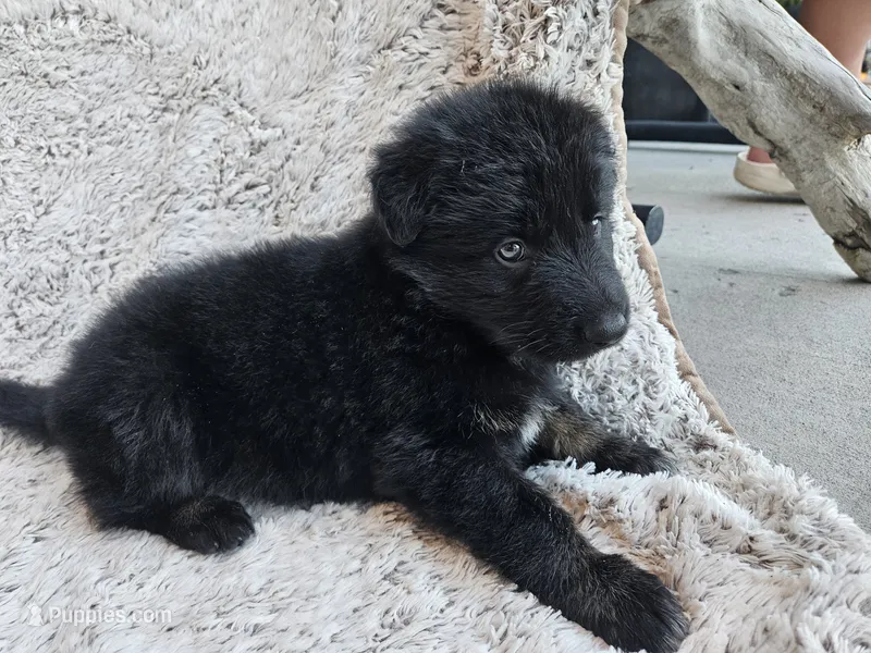 Maia Bicolor long coat DDR type – German Shepherd Dog puppy for sale in Otis Orchards, WA