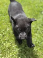 Green male, a male German Shepherd Dog for sale in Otis Orchards, WA – 6 of 10