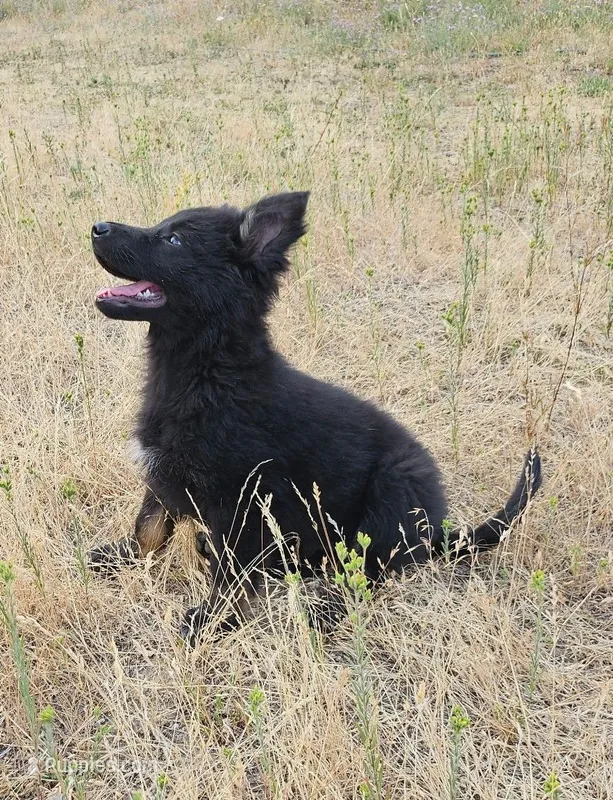 Maia Bicolor long coat DDR type – German Shepherd Dog puppy for sale in Otis Orchards, WA