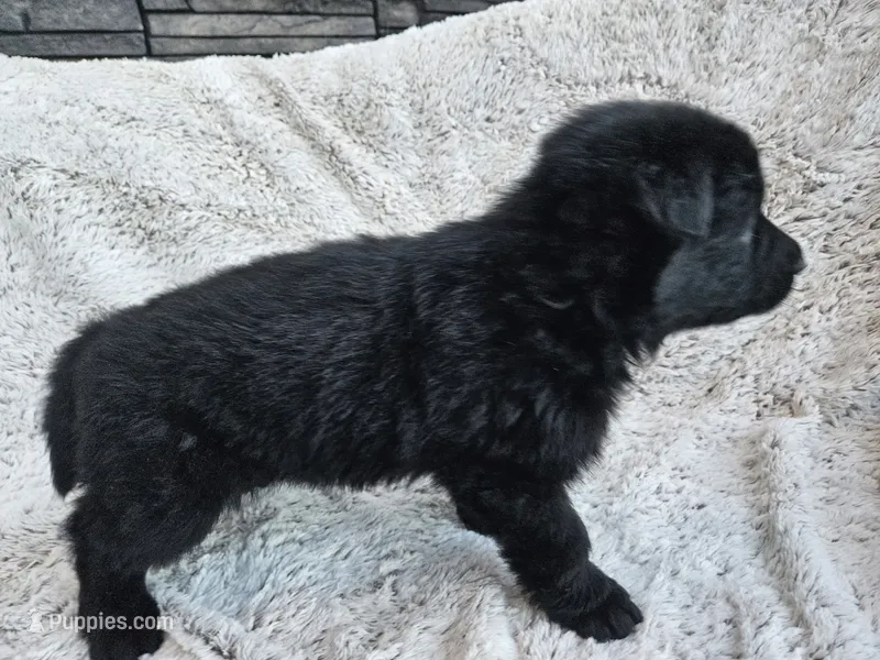 Brielle Black Long coat female 2 – German Shepherd Dog puppy for sale in Otis Orchards, WA