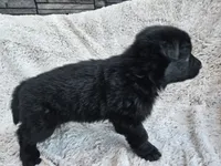 Brielle Black Long coat female 2, a female German Shepherd Dog for sale in Otis Orchards, WA – 1 of 7