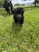 Red male, a male German Shepherd Dog for sale in Otis Orchards, WA – 8 of 10