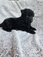 Brielle Black Long coat female 2, a female German Shepherd Dog for sale in Otis Orchards, WA – 6 of 7
