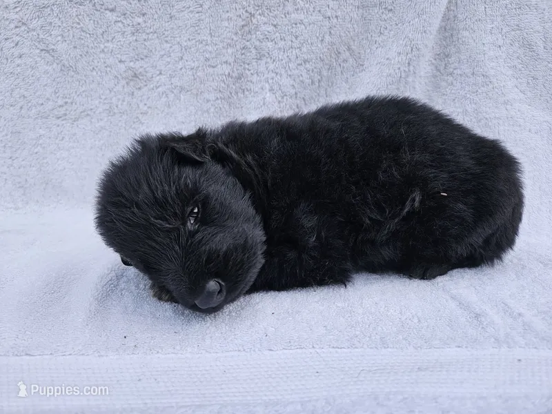 Bicolor long coat DDR type girl 6 – German Shepherd Dog puppy for sale in Otis Orchards, WA