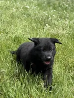 Yellow male, a male German Shepherd Dog for sale in Otis Orchards, WA – 4 of 10