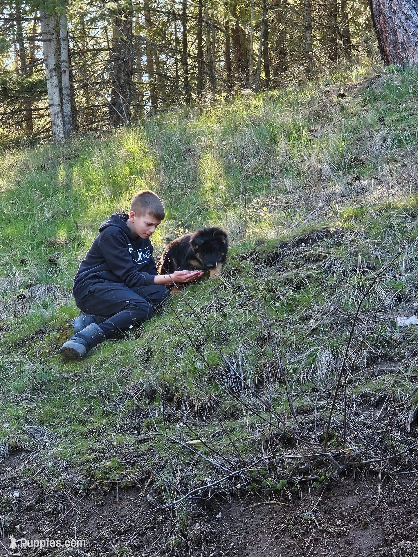 Scarlet Long coat 75%DDR, a female German Shepherd Dog for sale in Otis Orchards, WA – Photo 3 of 6