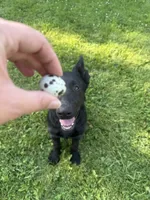 Green male 100% DDR  lineage, a male German Shepherd Dog for sale in Otis Orchards, WA – 4 of 10