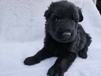 Black long coat female 3, a female German Shepherd Dog for sale in Otis Orchards, WA – 3 of 5