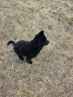 Freya Black long coat female 3, a female German Shepherd Dog for sale in Otis Orchards, WA – 3 of 7