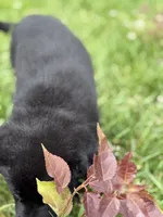 Green male, a male German Shepherd Dog for sale in Otis Orchards, WA – 9 of 10